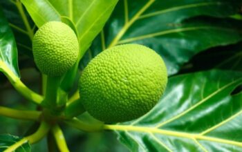 How to cook breadfruit caribbean style