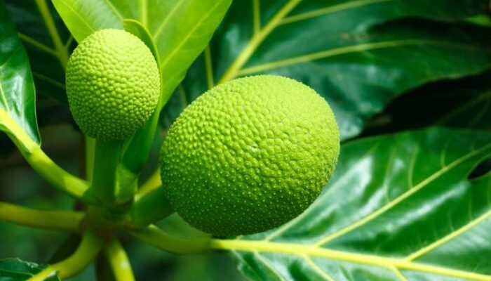 How to Cook Breadfruit Caribbean Style A Flavorful Culinary Adventure