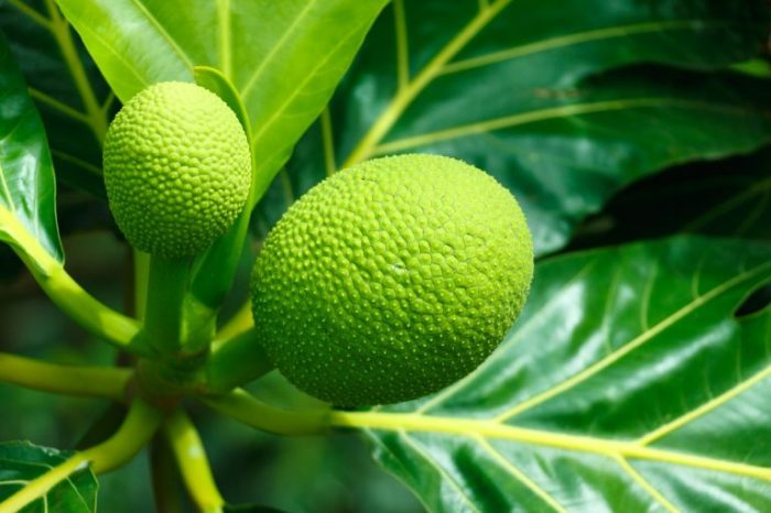 How to cook breadfruit caribbean style